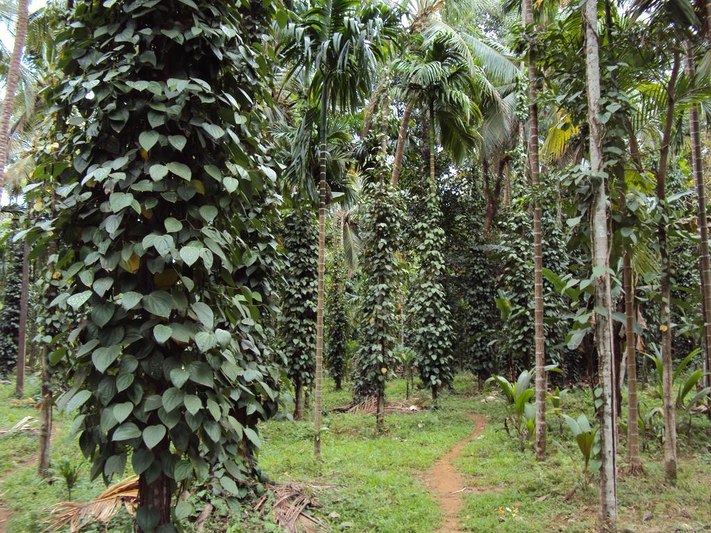 Willa Dudhsagar Plantation Cormonem Zewnętrze zdjęcie
